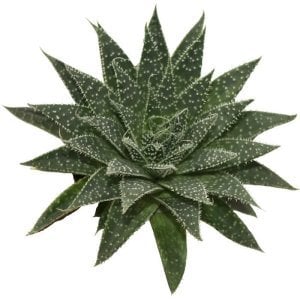 Aloe aristata sukulent bitki