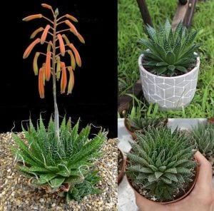 Aloe aristata sukulent bitki