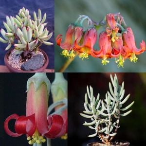 Cotyledon papillaris sukulent bitki