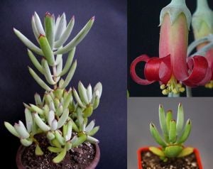 Cotyledon papillaris sukulent bitki