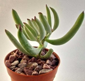 Cotyledon papillaris sukulent bitki