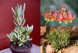 Cotyledon papillaris sukulent bitki