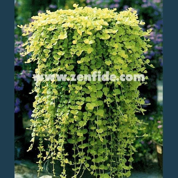 Sarkan lysimachia fidesi lysimachia nummularia goldilocks