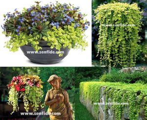 Sarkan lysimachia fidesi lysimachia nummularia goldilocks