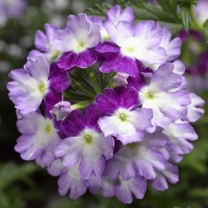 3 renkli sarkan mine fidesi verbena lanai twistar purple