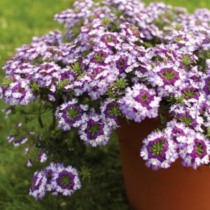 3 renkli sarkan mine fidesi verbena lanai twistar purple