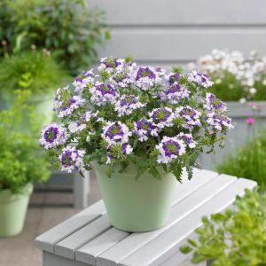 3 renkli sarkan mine fidesi verbena lanai twistar purple
