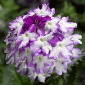 3 renkli sarkan mine fidesi verbena lanai twistar purple