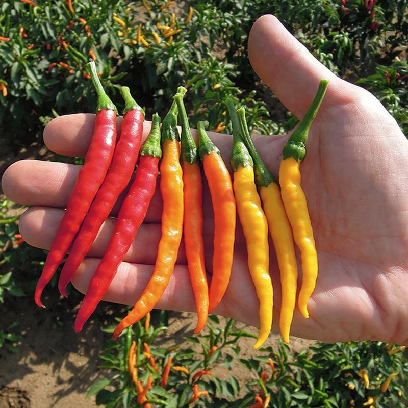 Damien acı biber tohumu hot chili pepper