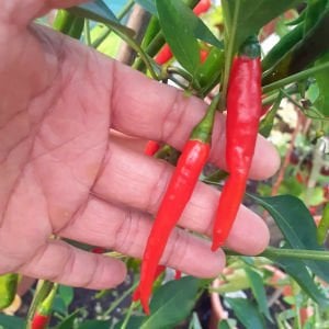Damien acı biber tohumu hot chili pepper