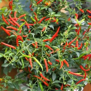Damien acı biber tohumu hot chili pepper