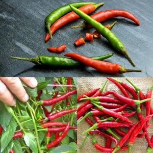 Damien acı biber tohumu hot chili pepper