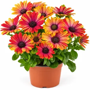 Erato Compact Rose Sparkle Bodrum Papatyası Fidesi