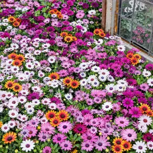 Erato Compact Rose Sparkle Bodrum Papatyası Fidesi