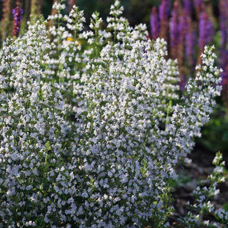 Beyaz bulut nepeta kekik fidesi calamintha spp.