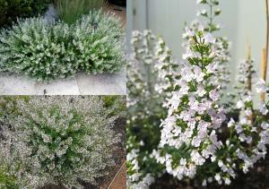 Beyaz bulut nepeta kekik fidesi calamintha spp.