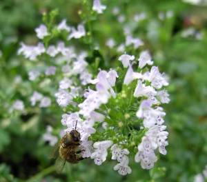 Beyaz bulut nepeta kekik fidesi calamintha spp.