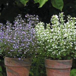 Beyaz bulut nepeta kekik fidesi calamintha spp.