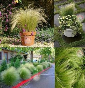 At kuyruğu çimi fidesi pony tails stipa tenuissima