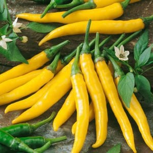 Kristian acı biber tohumu sarı chili biberi