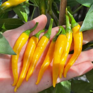 Kristian acı biber tohumu sarı chili biberi