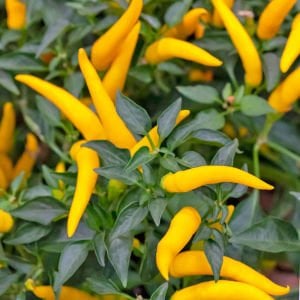 Kristian acı biber tohumu sarı chili biberi