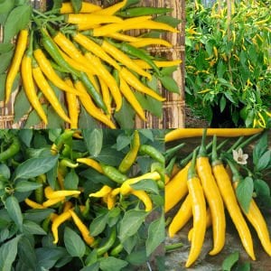 Kristian acı biber tohumu sarı chili biberi