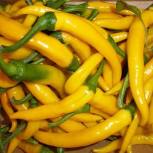Kristian acı biber tohumu sarı chili biberi