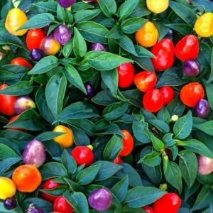 Roxi acı biber tohumu bodur saksı tipi