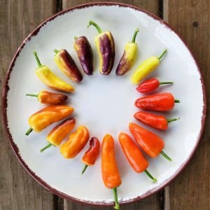 Tatlı turşuluk biber tohumu sweet pickle christmas pepper