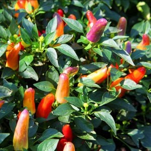 Tatlı turşuluk biber tohumu sweet pickle christmas pepper