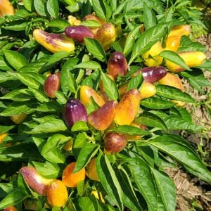 Tatlı turşuluk biber tohumu sweet pickle christmas pepper