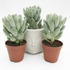 Echeveria elegans blue sukulent bitki