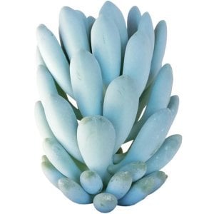 Echeveria elegans blue sukulent bitki