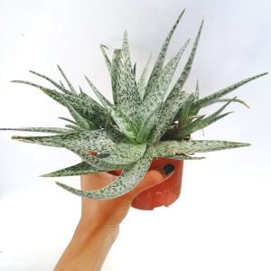 Aloe white beauty sukulent bitki