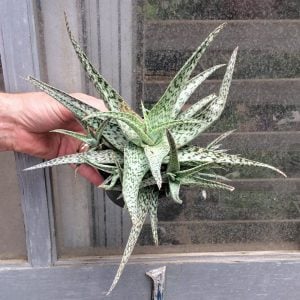 Aloe white beauty sukulent bitki