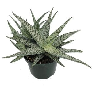 Aloe white beauty sukulent bitki