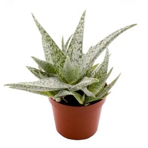 Aloe white beauty sukulent bitki