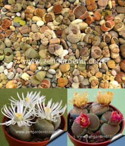 Lithops tohumu nadir 40 tür özel karışım