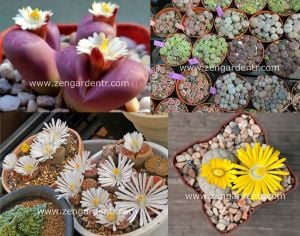 Lithops tohumu nadir 40 tür özel karışım