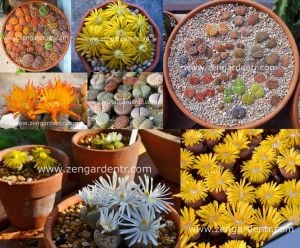 Lithops tohumu nadir 40 tür özel karışım