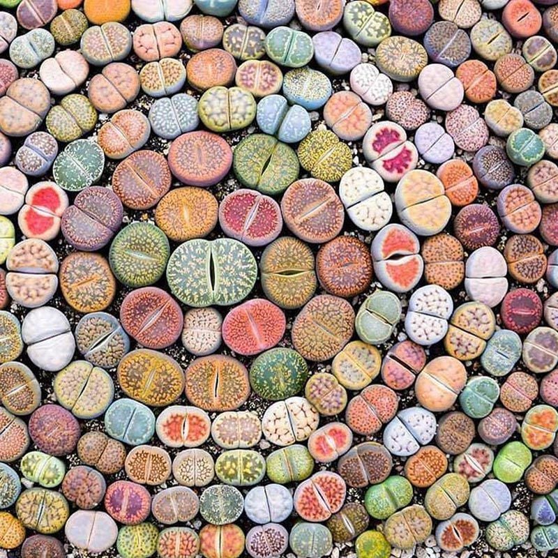 Lithops tohumu nadir 40 tür özel karışım