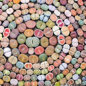Lithops tohumu nadir 40 tür özel karışım