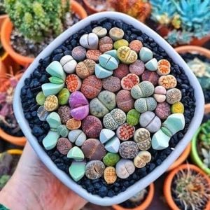 Lithops tohumu nadir 40 tür özel karışım