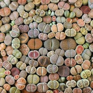 Lithops tohumu nadir 40 tür özel karışım