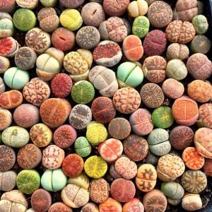 Lithops tohumu nadir 40 tür özel karışım
