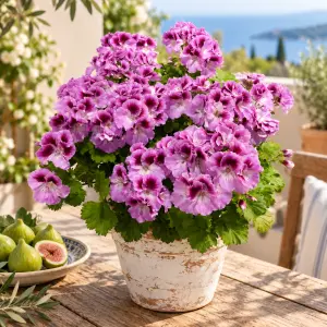Aristo Orchid Canan Sardunya Fidesi