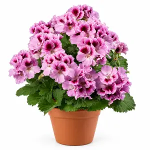 Aristo Orchid Canan Sardunya Fidesi