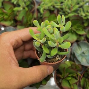 Crassula rogersii sukulent bitki