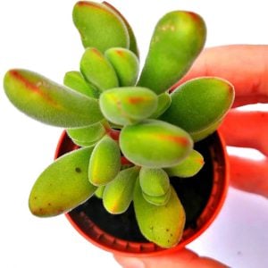Crassula rogersii sukulent bitki